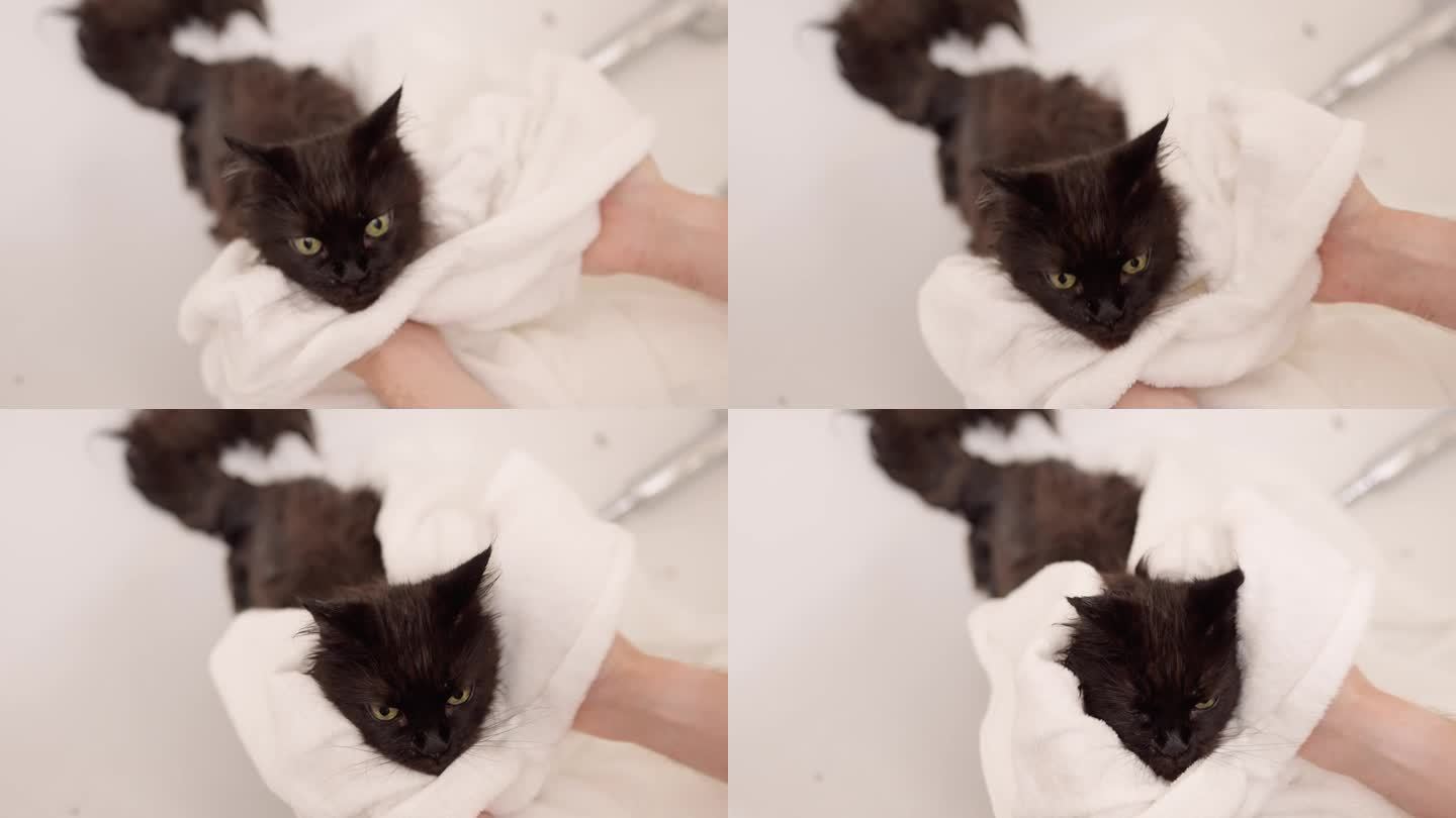 男人洗完衣服用毛巾擦湿猫。