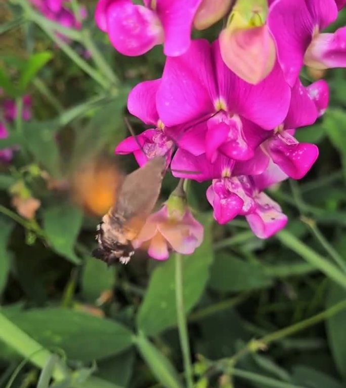 蜂鸟蝴蝶(或摩罗-斯芬克斯蝴蝶)在甜豌豆花周围盘旋觅食