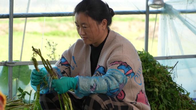 泗洪：水芹迎来丰收 小水芹铺就致富路