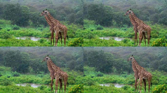 两只长颈鹿在雨中在热带森林的边缘交配