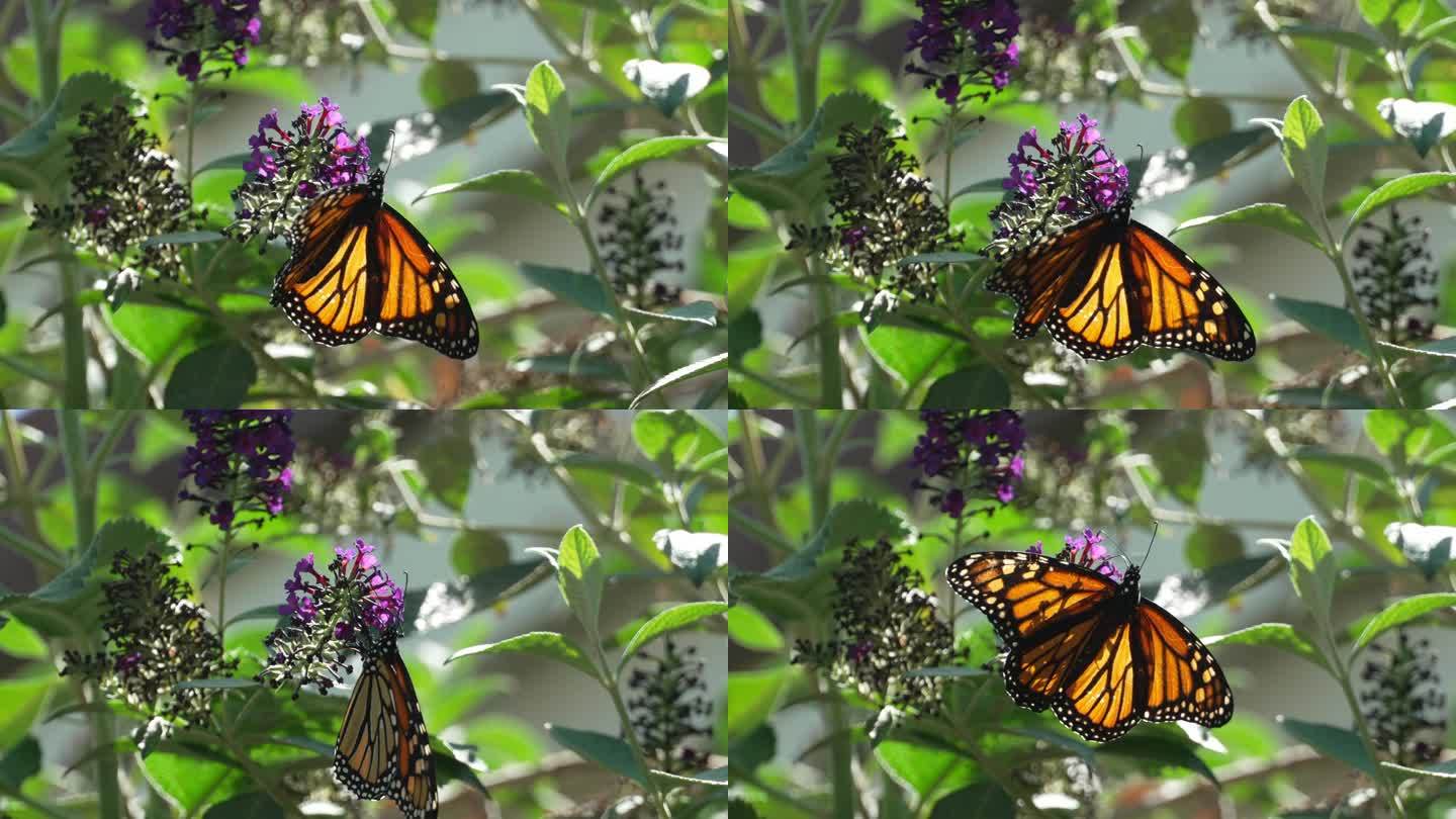 帝王蝶在吸食黑骑士花的花蜜时挥舞着翅膀