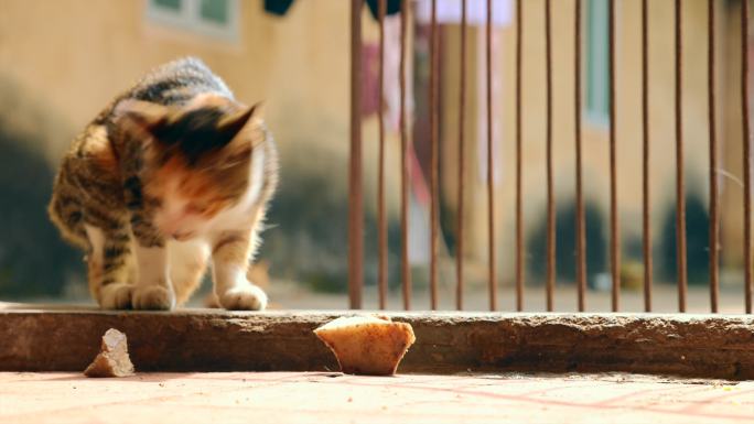 猫家猫门口喂猫猫咪可爱