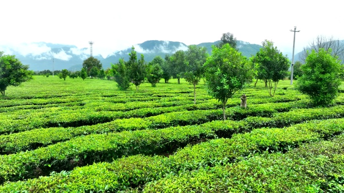 绿色有机茶园茶地航拍