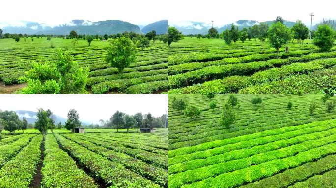 绿色有机茶园茶地航拍