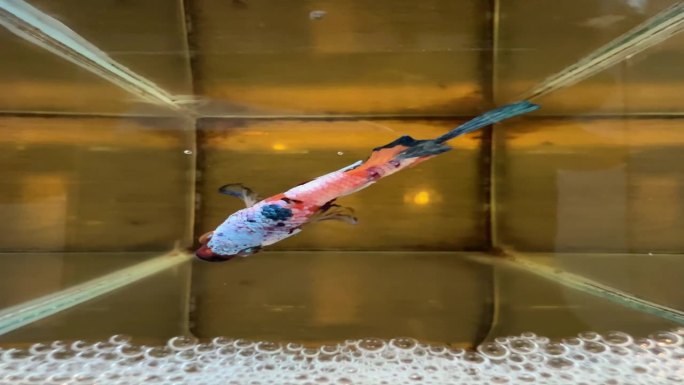 布告牌蓝绿色红色橙色暹罗斗鱼在一个家庭水族馆贝塔鱼普吉岛泰国从上面看喂食
