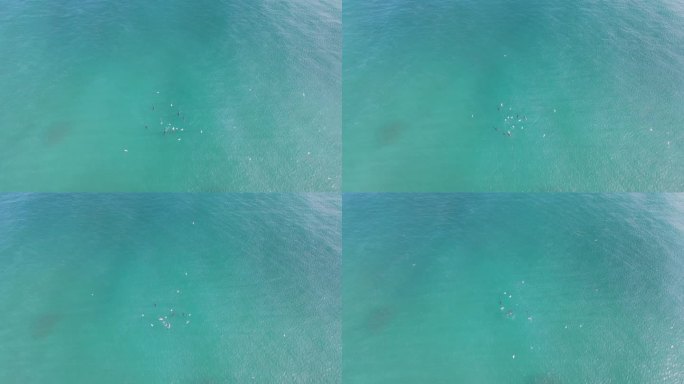 在蓝色的海水中，一群海豚和海鸟正在吃一群鱼。无人机的观点