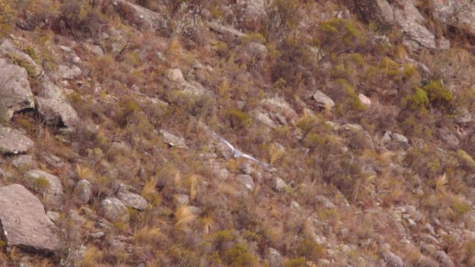 雄伟的黑胸秃鹰在峡谷内盘旋盘旋，俯瞰谷底