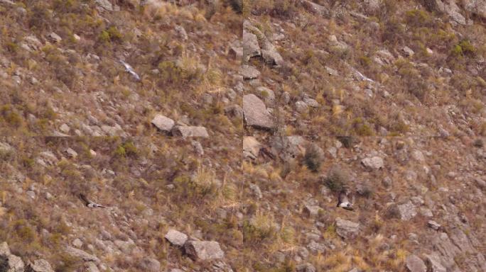 雄伟的黑胸秃鹰在峡谷内盘旋盘旋，俯瞰谷底