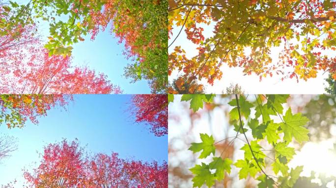 高速秋天枫叶枫树 秋天风景