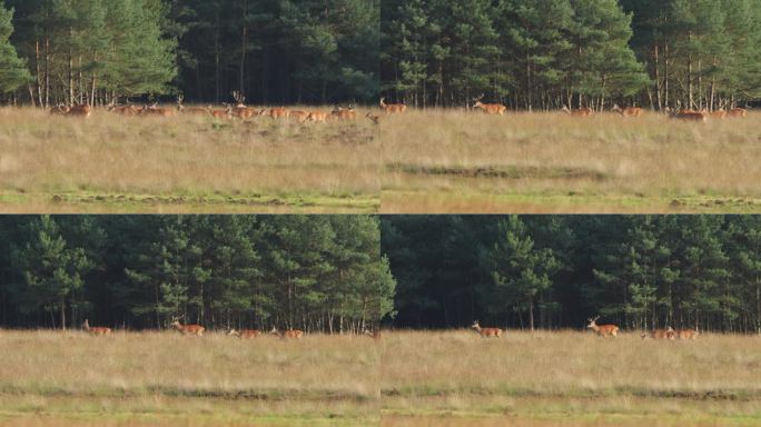 在发情季节，一群鹿在森林边缘的一片高高的草地上奔跑和移动，雄鹿和母鹿混杂在一起