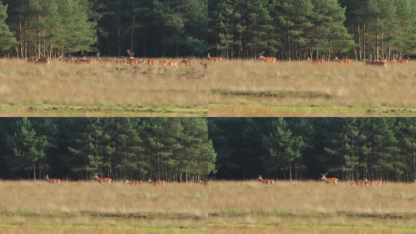 在发情季节，一群鹿在森林边缘的一片高高的草地上奔跑和移动，雄鹿和母鹿混杂在一起
