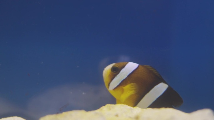 慢动作微距4K，鲜活的水产养殖在生动的展示海洋生物为小丑鱼，身体呈桔黄色和白色条纹。它也被称为海葵鱼