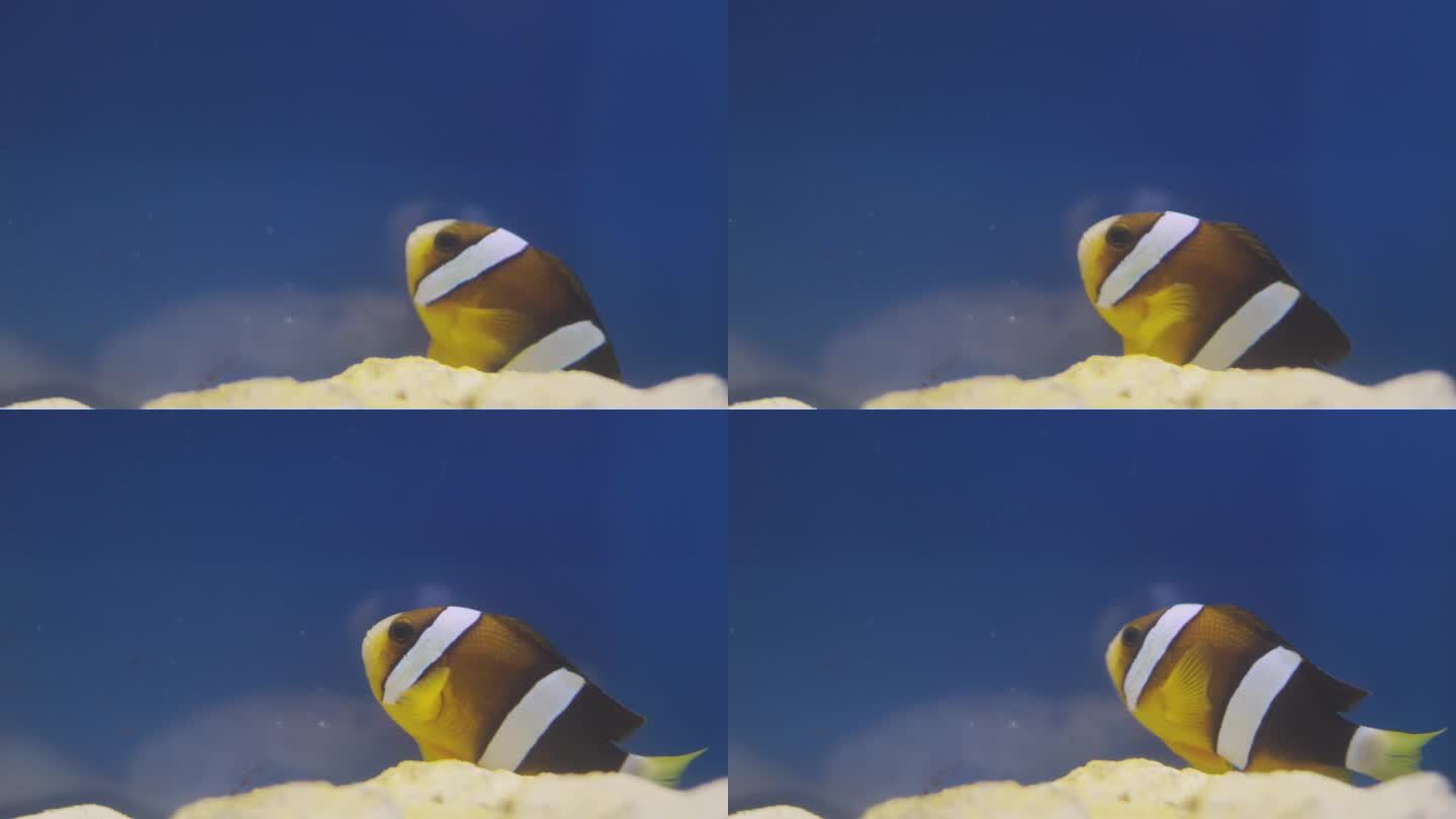 慢动作微距4K，鲜活的水产养殖在生动的展示海洋生物为小丑鱼，身体呈桔黄色和白色条纹。它也被称为海葵鱼
