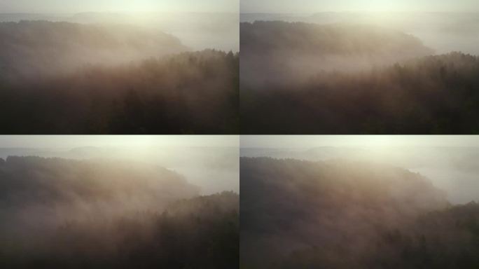 大雾中的高松，美妙的清晨日出自然景观。在雾蒙蒙的早晨森林飞行的日出鸟瞰图。飞过雾蒙蒙的青松。史诗般的