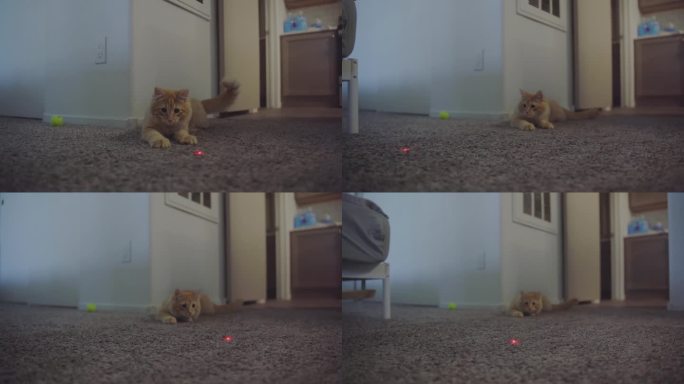 慢镜头的红猫在公寓里玩激光。美丽顽皮的小猫跑红色激光在一天