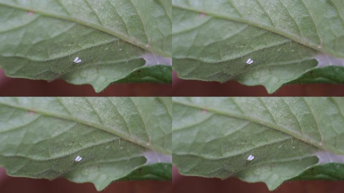 破坏番茄叶片的番茄粉虱正在番茄叶片上爬行