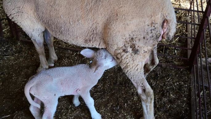 刚出生的小白羊和它的妈妈一起吃奶