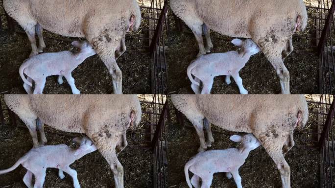 刚出生的小白羊和它的妈妈一起吃奶