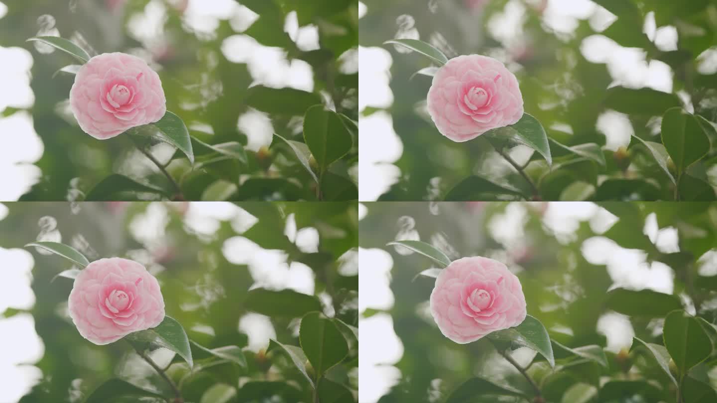 美丽的粉红色山茶花在花园里。粉红色的山茶花象征着灵魂的伟大。散景。
