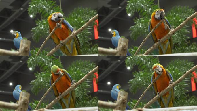在泰国曼谷的一家动物园里，一只雌性蓝金色金刚鹦鹉正在啃咬一根小树枝的尖端，画面最左边是它的配偶，它们
