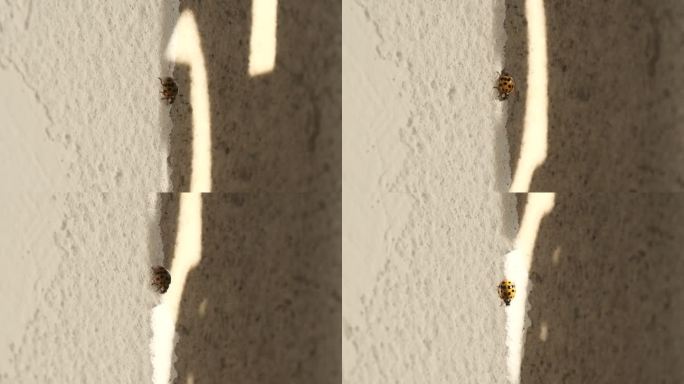 甲虫穿越光影拟人起飞七星瓢花大姐昆虫微缩