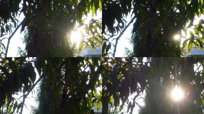 阳光穿过树叶的逆光唯美素材