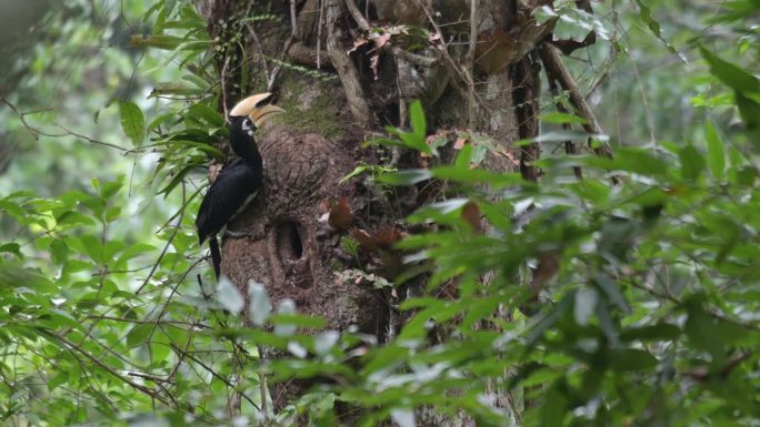 在给配偶送完食物后，东方花斑犀鸟环顾四周，飞回泰国考艾国家公园的森林。