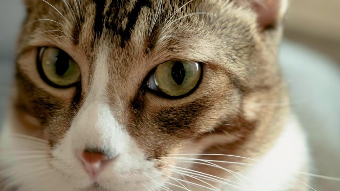 好奇的猫的特写微距镜头，专注于眼睛和瞳孔的运动