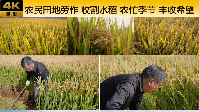 农民田地劳作 收割水稻 农忙 丰收希望