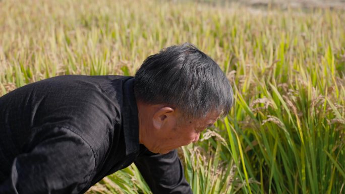 农民田地劳作 收割水稻 农忙 丰收希望