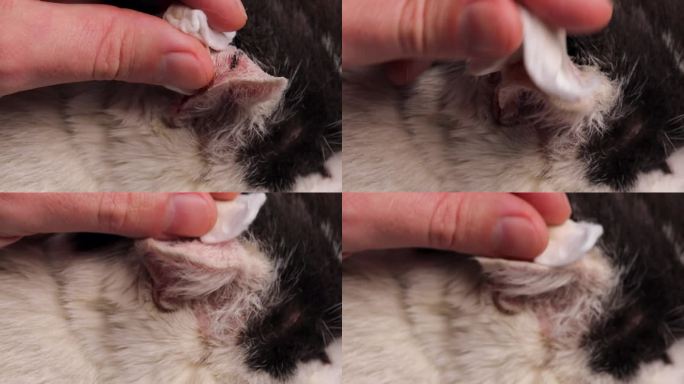 用过氧化氢清洗猫耳朵上的大抓痕。