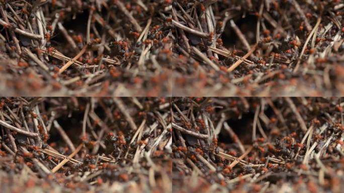 火蚁群在森林地面上奔跑的微距镜头