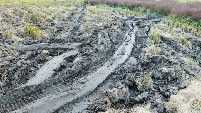 丰收后稻田里收割机碾压出来的泥道
