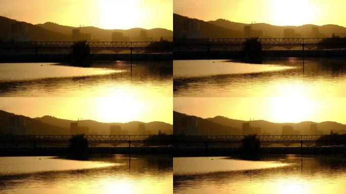 夕阳下的金色波水和游水的鸭子