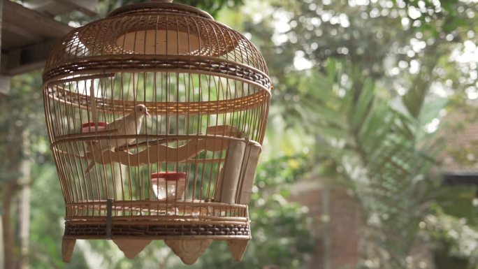 白斑鸠(g.s riata)鸟在木质竹笼在家庭后院