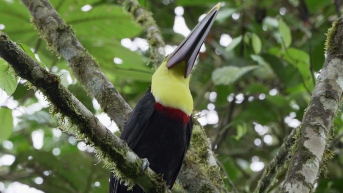 板栗下颚巨嘴鸟或斯温森巨嘴鸟，Ramphastos ambiguus swainsonii，是黄喉巨