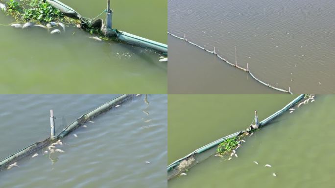 【19元】河水污染湖面死鱼漂浮，多镜头