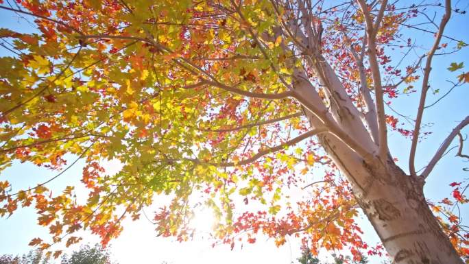 高速拍摄秋天枫叶枫树 秋天风景