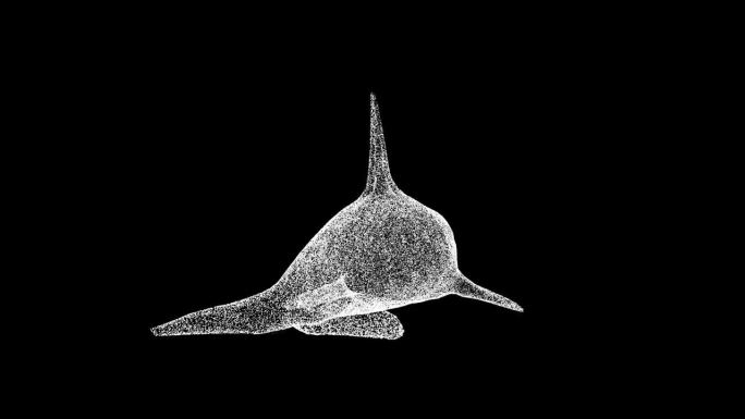 3D虎鲸在黑色背景上旋转。野生动物概念。水下生活。商业广告背景。用于标题，文本，演示。3d动画60 