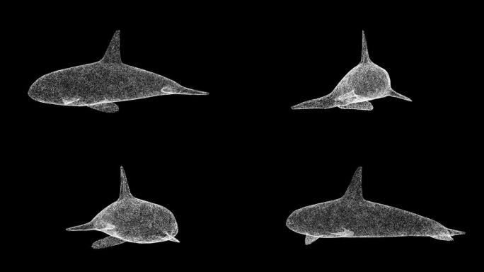 3D虎鲸在黑色背景上旋转。野生动物概念。水下生活。商业广告背景。用于标题，文本，演示。3d动画60 