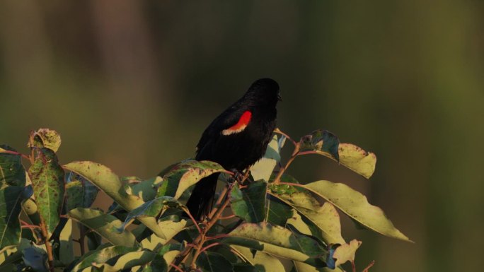 红翼黑鸟，西德克萨斯州:日落
