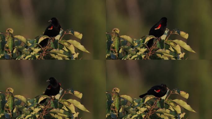 红翼黑鸟，西德克萨斯州:日落
