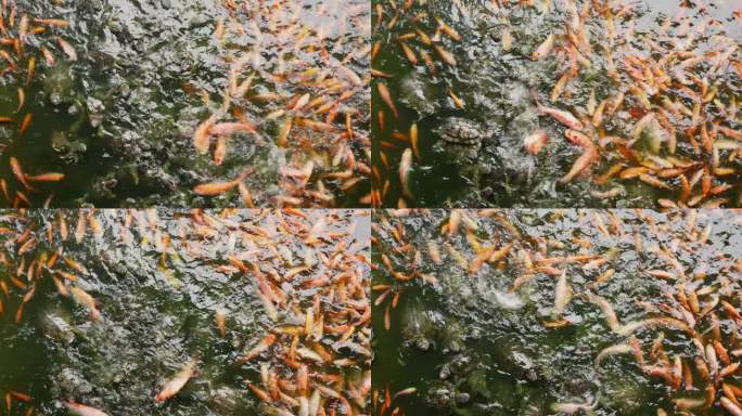 红耳滑鱼和锦鲤在水面上吃饵料。