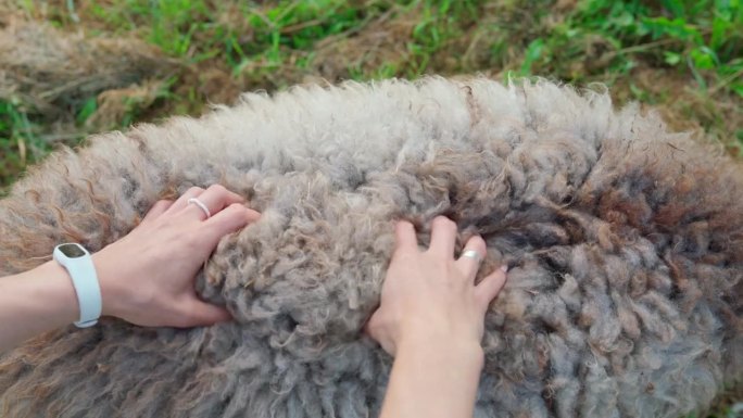 户外妇女双手触摸和揉羊毛的特写。农家女孩在农场给吃草的美利奴羊按摩，俯视图。爱护动物的理念。4K视频