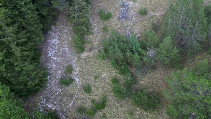 石山羊快速地往山下跑