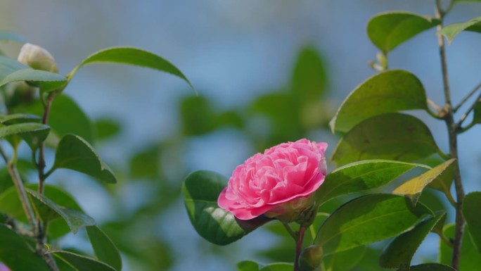 粉红色的山茶花在四月的花园。山茶科常绿乔木。明亮的山茶花。平底锅。