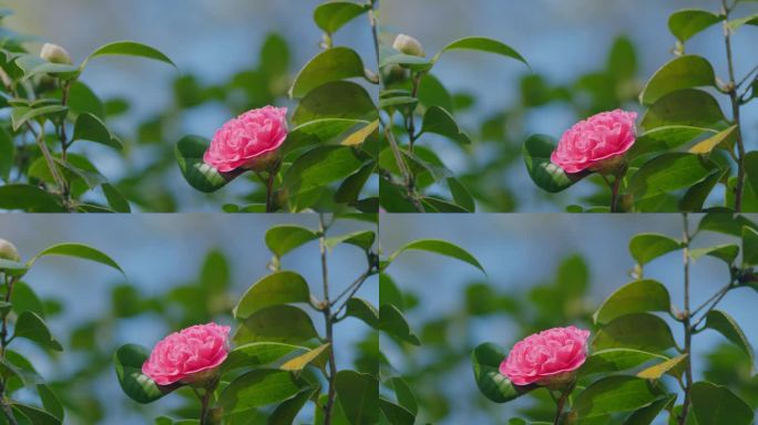 粉红色的山茶花在四月的花园。山茶科常绿乔木。明亮的山茶花。平底锅。