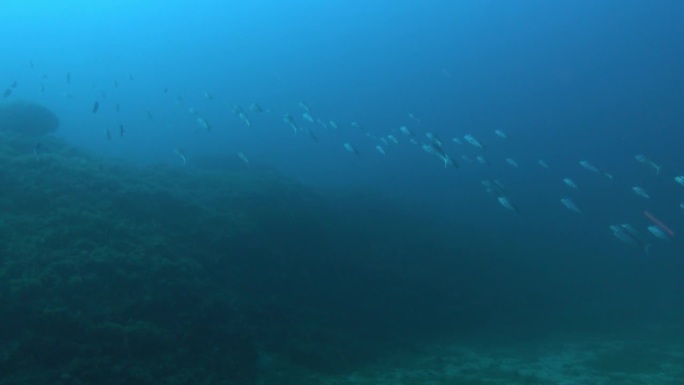 海底生物——很多有齿鱼游到海面上