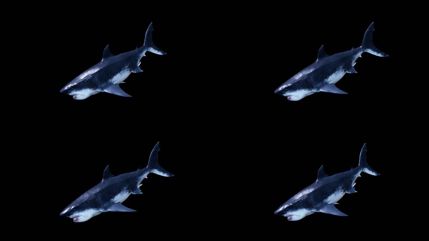 鲨鱼_05