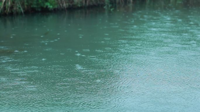 下雨的西溪湿地绿色的河流芦苇划船秋天